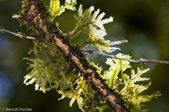 Moos - Zum Vergroessern klicken!